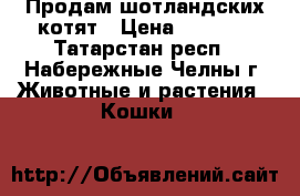 Продам шотландских котят › Цена ­ 1 000 - Татарстан респ., Набережные Челны г. Животные и растения » Кошки   
